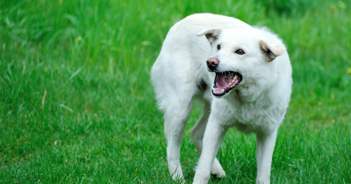 A Baltimore Dog Bite Lawyer at Garner Legal Advocates for Victims Injured by Dog Attacks